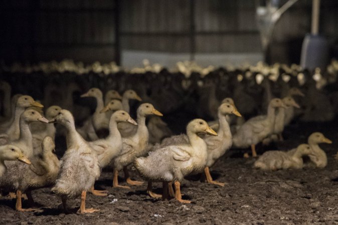 Australian duck farming