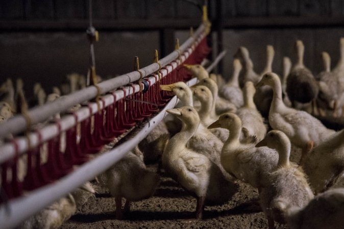 Australian duck farming