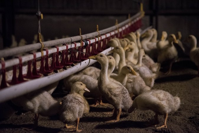 Australian duck farming