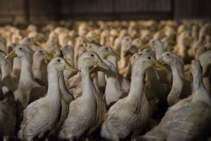 Australian duck farming