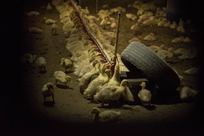 Australian duck farming