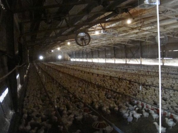 PoultryFarmsAustralia.com.au listing photo