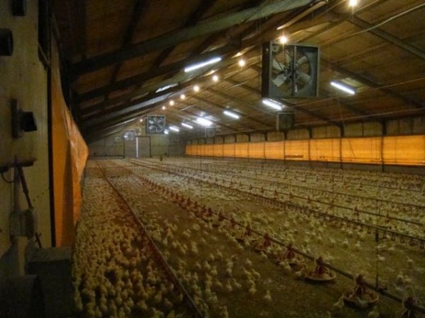 PoultryFarmsAustralia.com.au listing photo