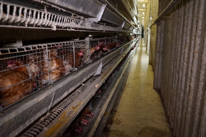 Battery cages