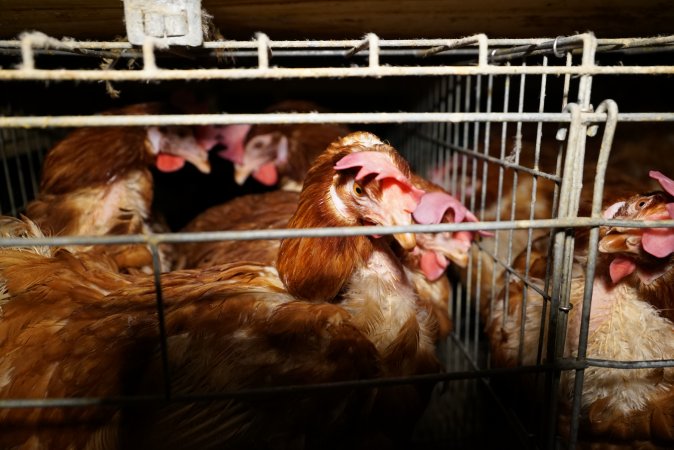 Battery cages