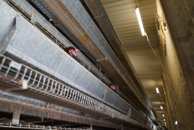 Battery cages