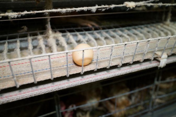 Battery cages