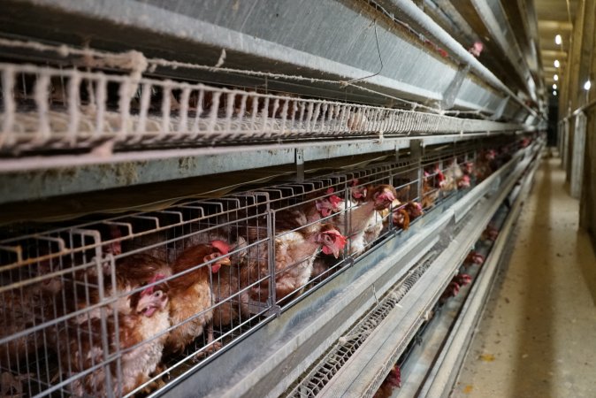 Battery cages