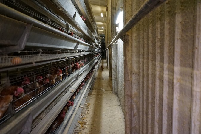 Battery cages