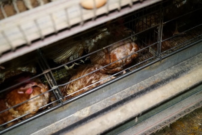 Battery cages