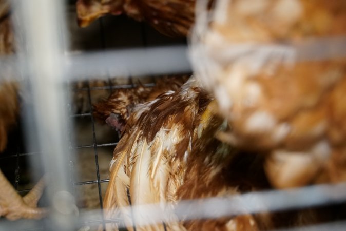 Battery cages