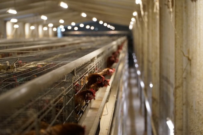 Battery cages