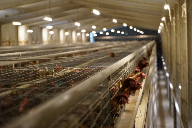 Battery cages