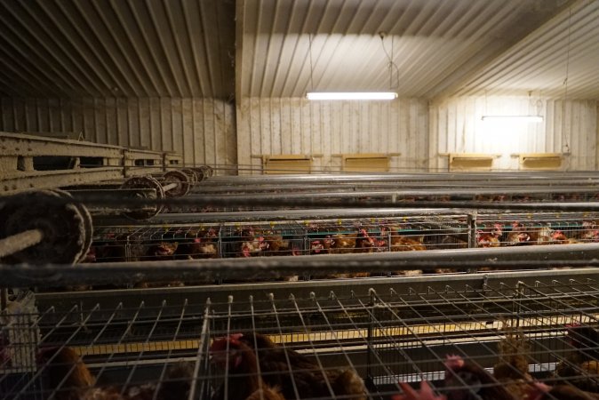 Battery cages