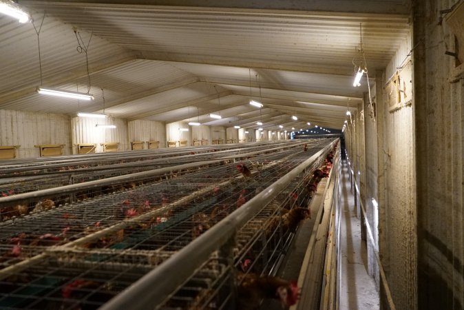 Battery cages