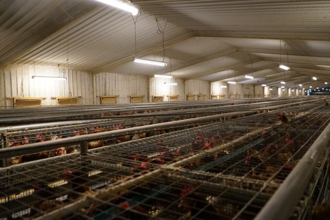 Battery cages