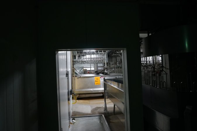 Shackle line coming out of kill room into processing room