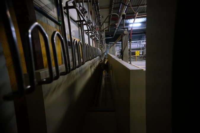 Shackles above stun bath