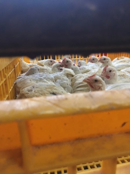 Broilers in crates