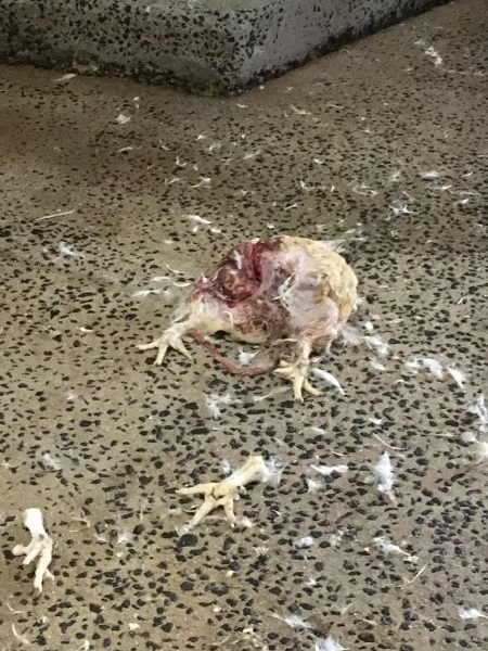 Dead broiler on floor