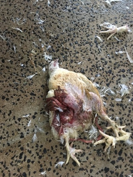 Dead broiler on floor