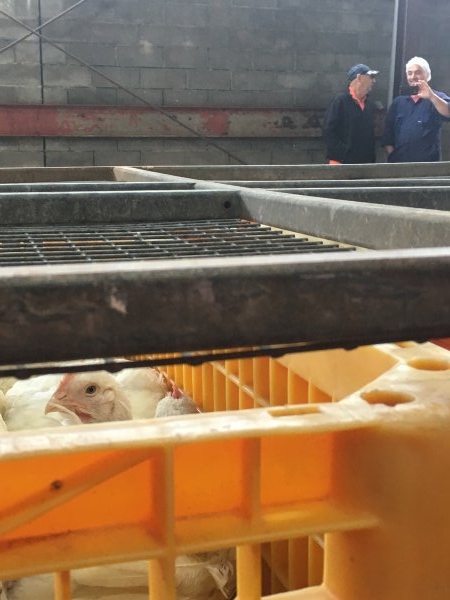 Broilers in crates