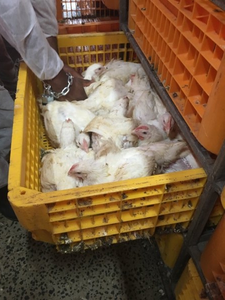 Broilers in crates