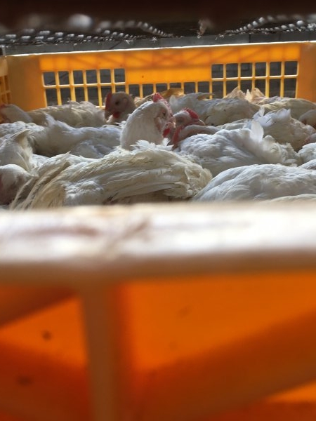 Broilers in crates