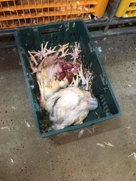 Dead broilers