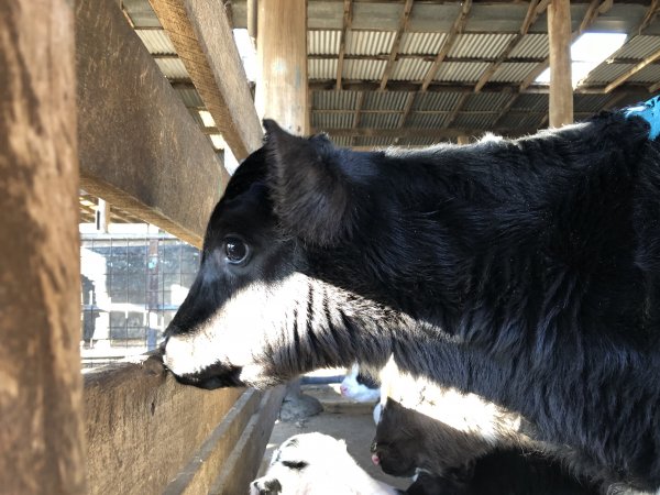 Camden Saleyards