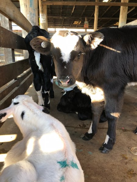 Camden Saleyards