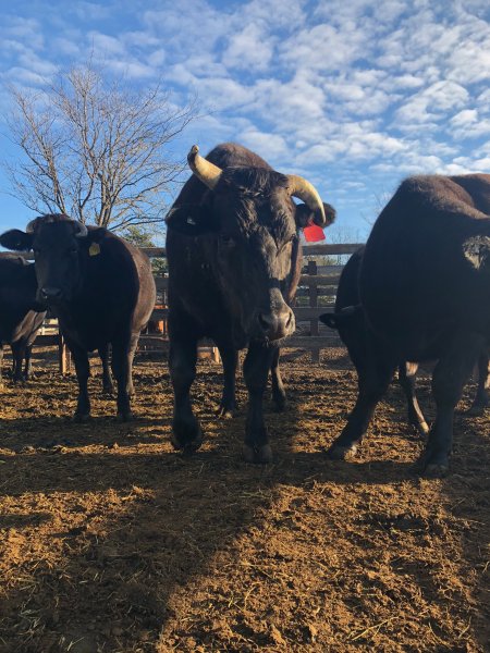 Camden Saleyards