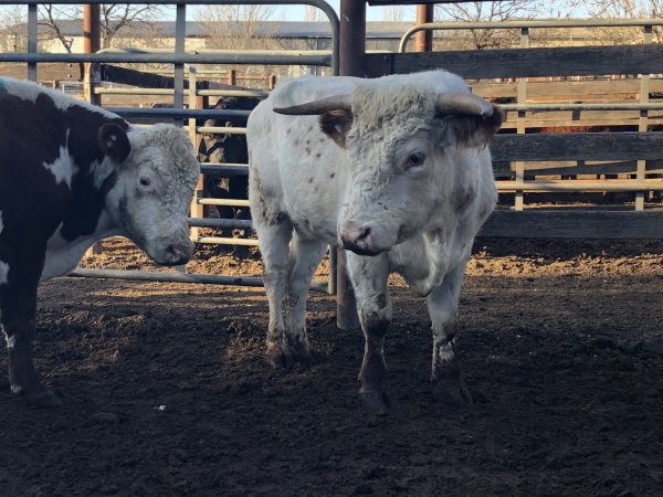 Camden Saleyards