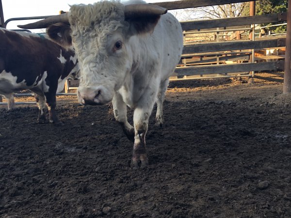 Camden Saleyards