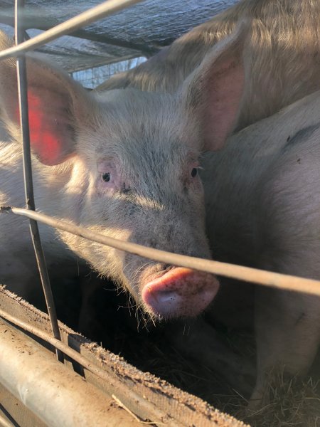 Camden Saleyards