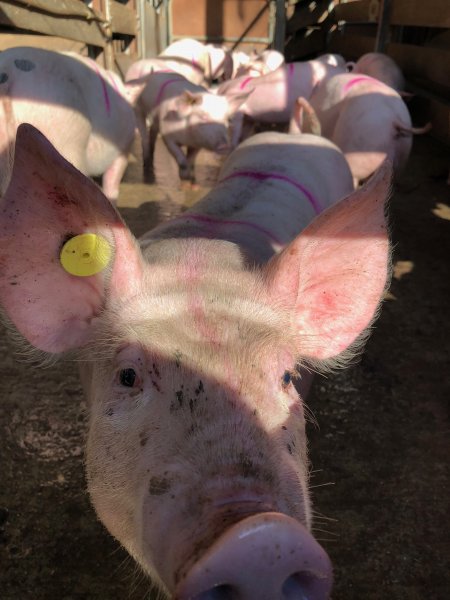 Camden Saleyards