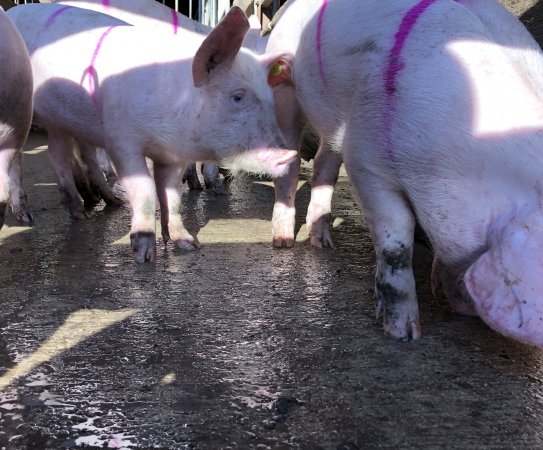 Camden Saleyards