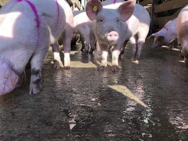 Camden Saleyards