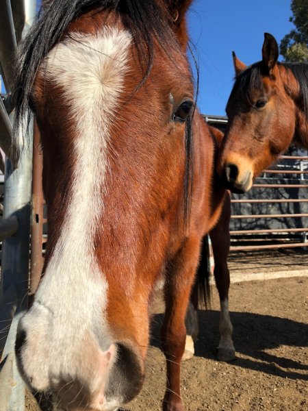 Camden Saleyards