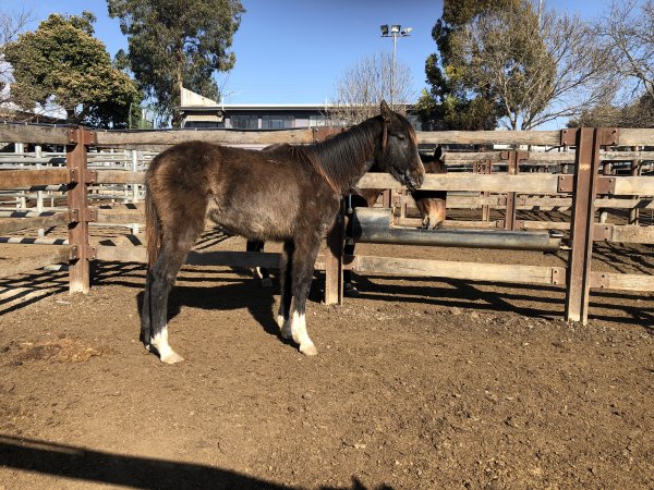 Camden Saleyards