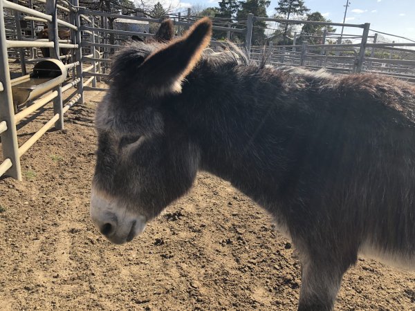 Camden Saleyards