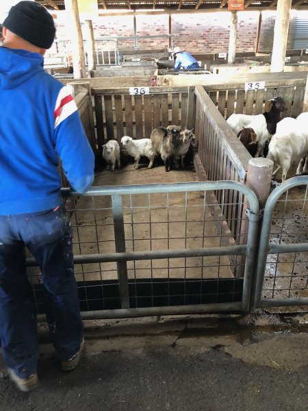 Camden Saleyards