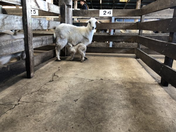 Camden Saleyards