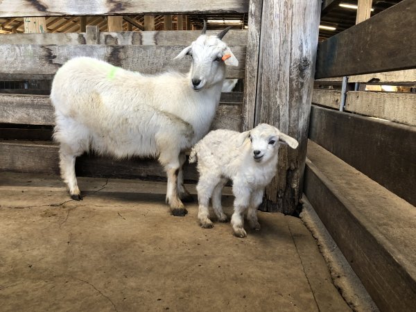 Camden Saleyards