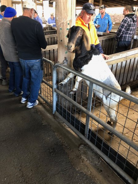 Camden Saleyards