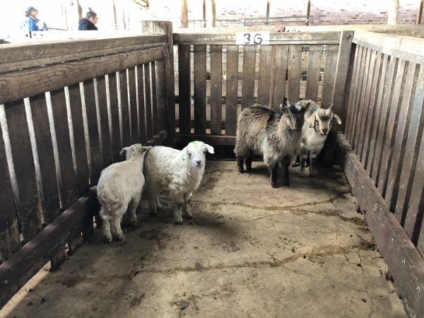 Camden Saleyards