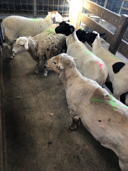 Camden Saleyards