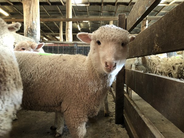 Camden Saleyards