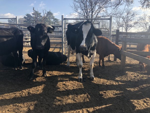 Camden Saleyards