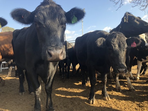 Camden Saleyards